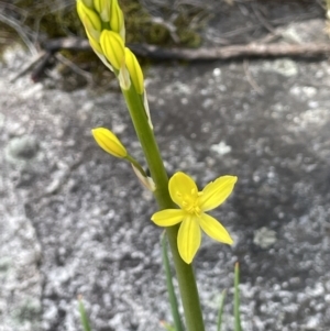 Bulbine glauca at Tennent, ACT - 1 Nov 2021
