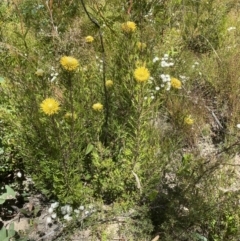 Isopogon anemonifolius (Common Drumsticks) at Bargo River State Conservation Area - 31 Oct 2021 by JanetMW