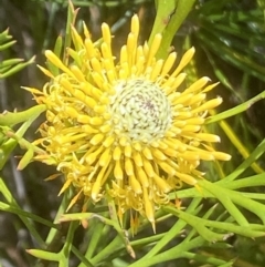 Isopogon anemonifolius at Hill Top, NSW - 31 Oct 2021