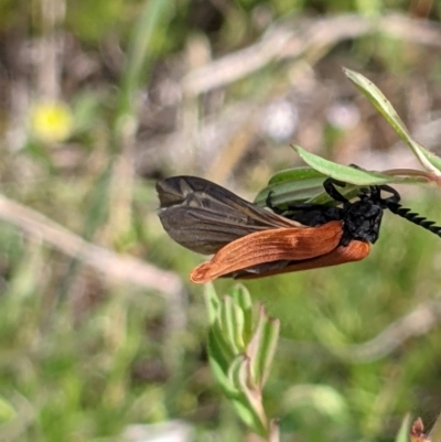 Porrostoma rhipidium (Long-nosed Lycid (Net-winged) beetle) at Watson, ACT - 1 Nov 2021 by abread111