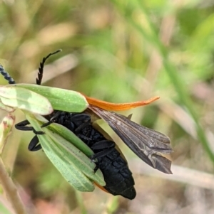 Porrostoma rhipidium at Watson, ACT - 1 Nov 2021