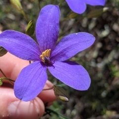 Cheiranthera linearis (Finger Flower) at Warby-Ovens National Park - 30 Oct 2021 by Darcy