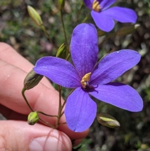 Cheiranthera linearis at Killawarra, VIC - 30 Oct 2021 02:21 PM