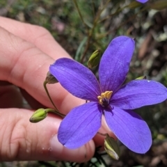 Cheiranthera linearis at Killawarra, VIC - 30 Oct 2021 02:21 PM