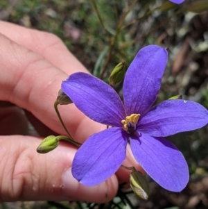 Cheiranthera linearis at Killawarra, VIC - 30 Oct 2021