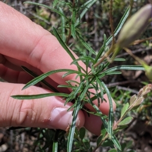 Cheiranthera linearis at Killawarra, VIC - 30 Oct 2021 02:21 PM