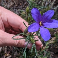 Cheiranthera linearis at Killawarra, VIC - 30 Oct 2021 02:21 PM