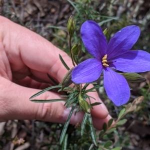 Cheiranthera linearis at Killawarra, VIC - 30 Oct 2021 02:21 PM