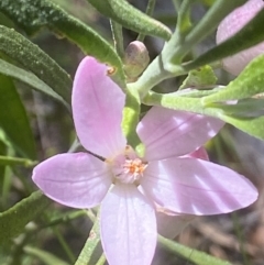 Eriostemon australasius (Pink Wax Flower) at Hill Top, NSW - 31 Oct 2021 by JanetMW