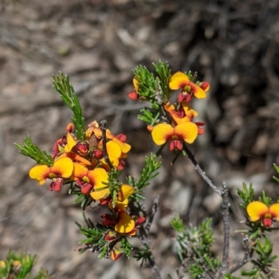 Dillwynia sericea (Egg And Bacon Peas) at Warby-Ovens National Park - 30 Oct 2021 by Darcy