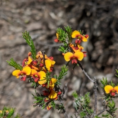 Dillwynia sericea at Warby-Ovens National Park - 30 Oct 2021 by Darcy