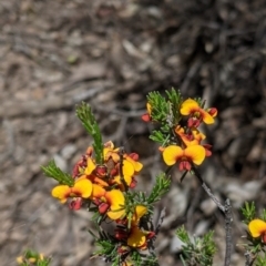 Dillwynia sericea at Warby-Ovens National Park - 30 Oct 2021 02:24 PM