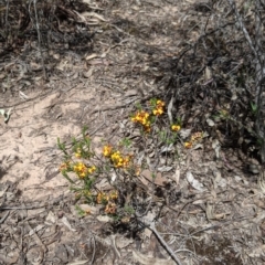 Dillwynia sericea at Warby-Ovens National Park - 30 Oct 2021