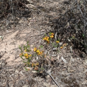 Dillwynia sericea at Warby-Ovens National Park - 30 Oct 2021 02:24 PM