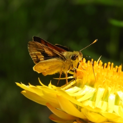 Ocybadistes walkeri (Green Grass-dart) at Kambah, ACT - 31 Oct 2021 by MatthewFrawley