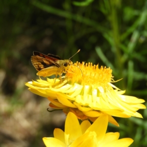 Ocybadistes walkeri at Kambah, ACT - 31 Oct 2021