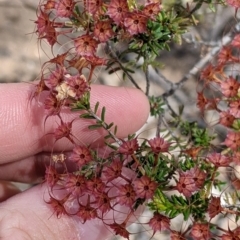 Calytrix tetragona (Common Fringe-myrtle) at Killawarra, VIC - 30 Oct 2021 by Darcy