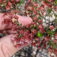 Calytrix tetragona at Killawarra, VIC - 30 Oct 2021 02:29 PM