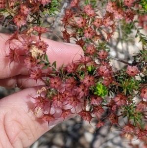 Calytrix tetragona at Killawarra, VIC - 30 Oct 2021