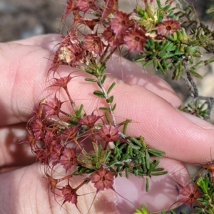 Calytrix tetragona at Killawarra, VIC - 30 Oct 2021 02:29 PM