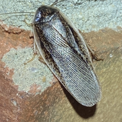 Molytria sp. (genus) (A cockroach) at QPRC LGA - 1 Nov 2021 by Steve_Bok