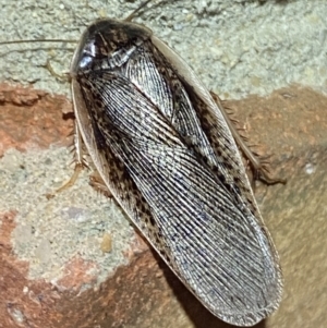 Molytria sp. (genus) at Jerrabomberra, NSW - 1 Nov 2021