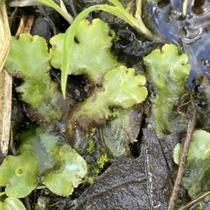 Marchantia sp. (genus) at Tennent, ACT - 1 Nov 2021