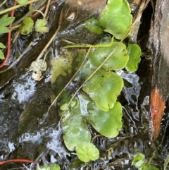 Marchantia sp. (genus) at Tennent, ACT - 1 Nov 2021 01:23 PM