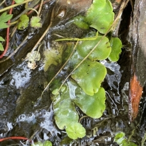 Marchantia sp. (genus) at Tennent, ACT - 1 Nov 2021 01:23 PM