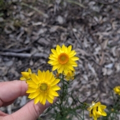 Xerochrysum viscosum (Sticky Everlasting) at Warby-Ovens National Park - 30 Oct 2021 by Darcy