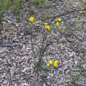 Xerochrysum viscosum at Killawarra, VIC - 30 Oct 2021 02:44 PM