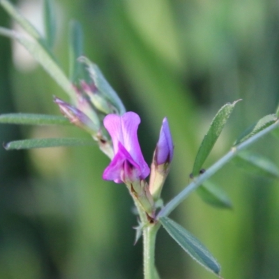 Vicia sativa (Common Vetch) at Red Hill, ACT - 1 Nov 2021 by LisaH
