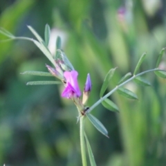 Vicia sativa at Red Hill, ACT - 1 Nov 2021 06:25 PM