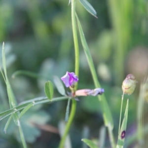 Vicia sativa at Red Hill, ACT - 1 Nov 2021 06:25 PM