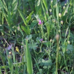 Vicia sativa at Red Hill, ACT - 1 Nov 2021 06:25 PM