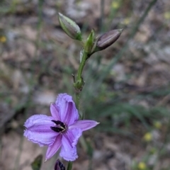 Arthropodium fimbriatum (Nodding Chocolate Lily) at Warby-Ovens National Park - 30 Oct 2021 by Darcy