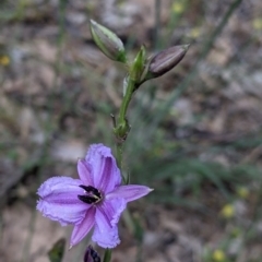 Arthropodium fimbriatum (Nodding Chocolate Lily) at Killawarra, VIC - 30 Oct 2021 by Darcy