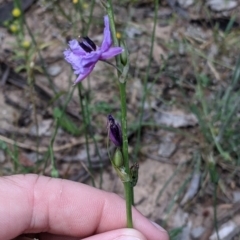 Arthropodium fimbriatum at Killawarra, VIC - 30 Oct 2021