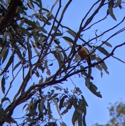 Pachycephala rufiventris (Rufous Whistler) at Killawarra, VIC - 30 Oct 2021 by Darcy