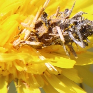 Heliocosma argyroleuca at Hughes, ACT - 1 Nov 2021