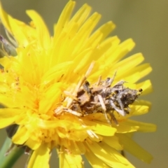 Heliocosma argyroleuca at Hughes, ACT - 1 Nov 2021