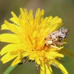 Heliocosma argyroleuca at Hughes, ACT - 1 Nov 2021