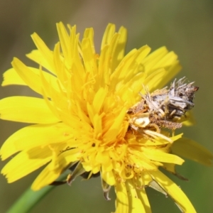 Heliocosma argyroleuca at Hughes, ACT - 1 Nov 2021