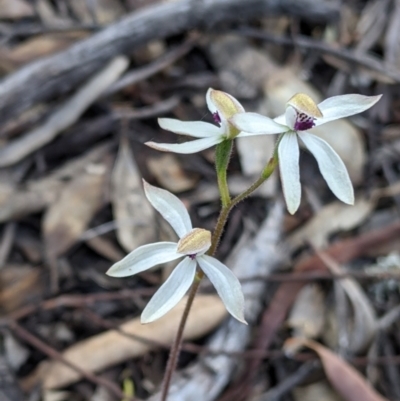 Caladenia cucullata (Lemon Caps) at Warby-Ovens National Park - 30 Oct 2021 by Darcy