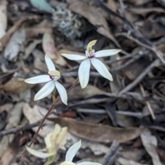 Caladenia cucullata at Killawarra, VIC - 30 Oct 2021