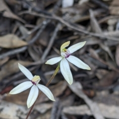 Caladenia cucullata at Killawarra, VIC - 30 Oct 2021