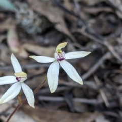 Caladenia cucullata at Killawarra, VIC - 30 Oct 2021