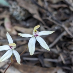 Caladenia cucullata at Killawarra, VIC - 30 Oct 2021