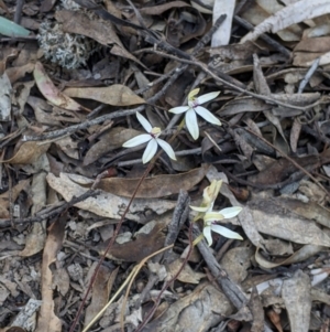 Caladenia cucullata at Killawarra, VIC - 30 Oct 2021