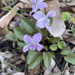 Viola betonicifolia subsp. betonicifolia (Arrow-Leaved Violet) at Gibraltar Pines - 1 Nov 2021 by JaneR